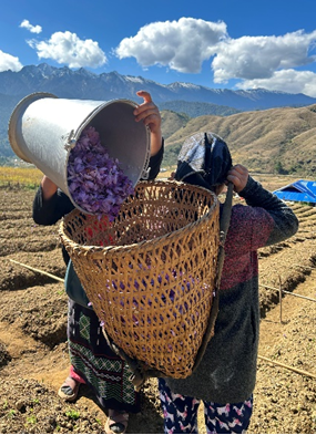 Harvesting of Saffron