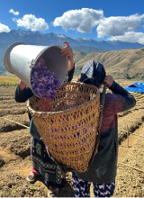 Harvesting of Saffron